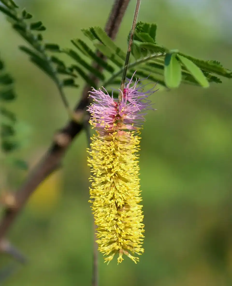 Flor del marabú, lila arriba y amarilla abajo