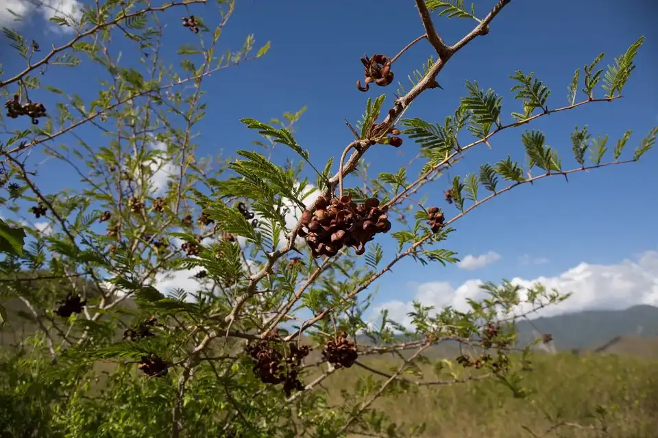 Rama de marabú con espinas y vainas