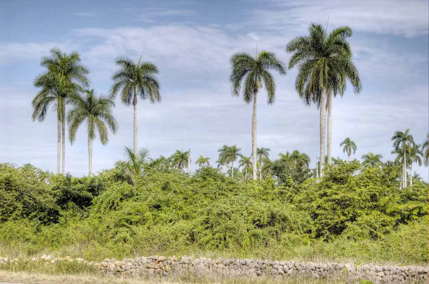 Palmas reales sobre un monte de marabú en Cuba